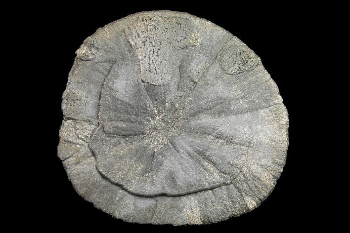 Pyrite Sun - Sparta, Illinois #154107